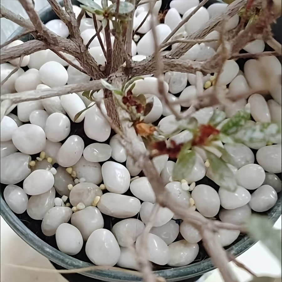 Galets blancs polis 300/600g,  - Indoor Herb Garden avis et prix