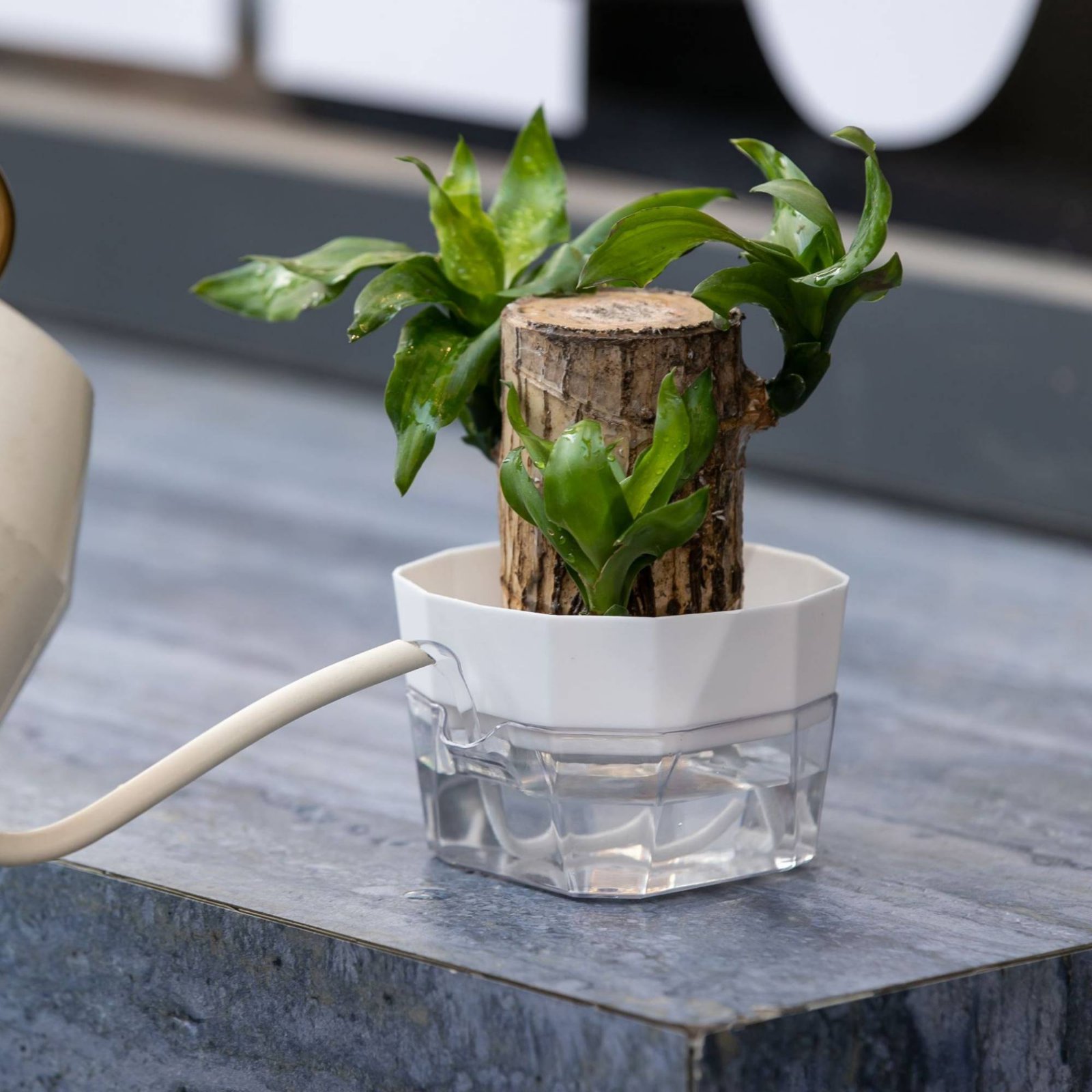 Vase hydroponique à 2 niveaux  - Plant Pot avis et prix