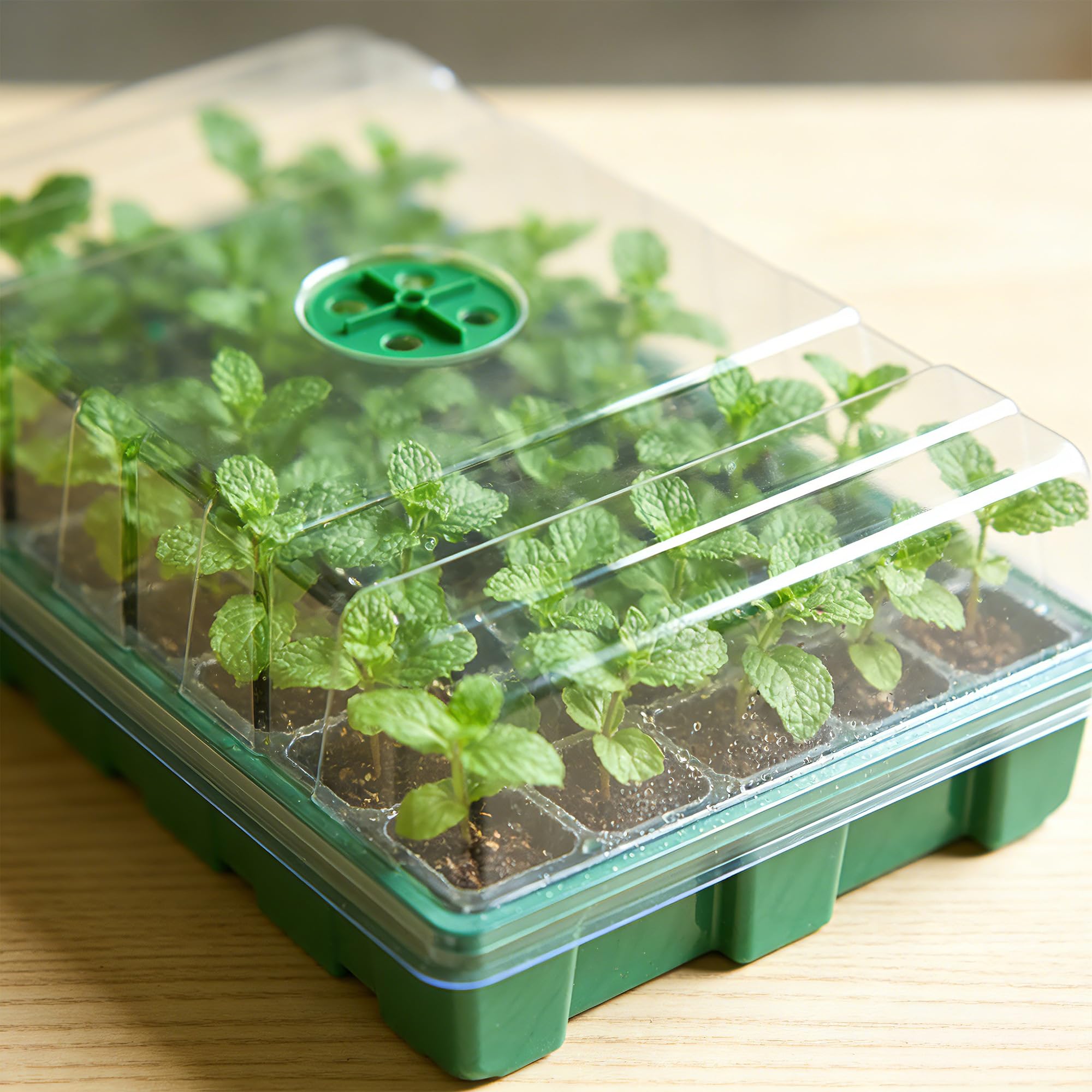 Avec couvercle transparent et  - Seed Starter Tray avis et prix