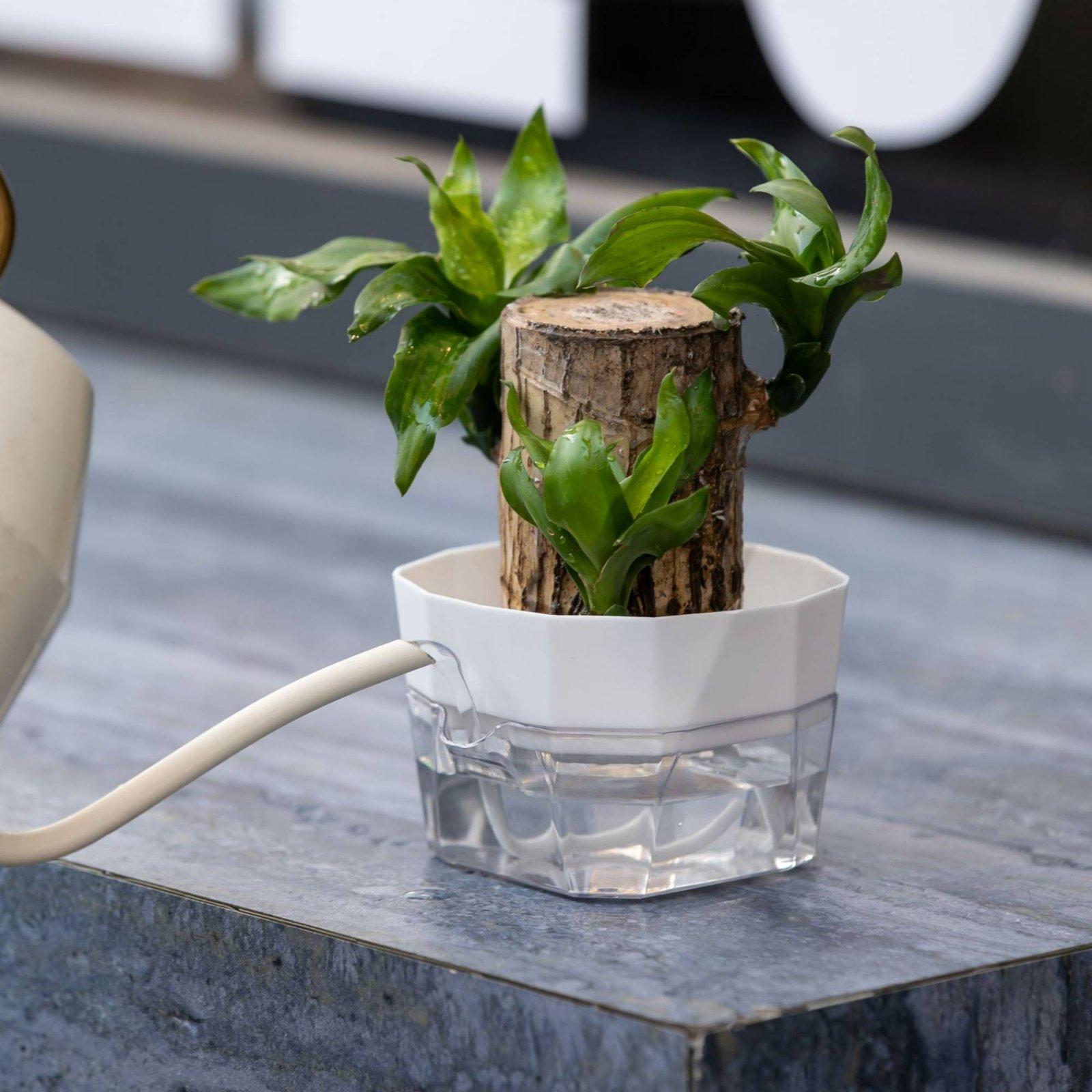 Vase hydroponique à deux nivea - Plant Pot avis et prix