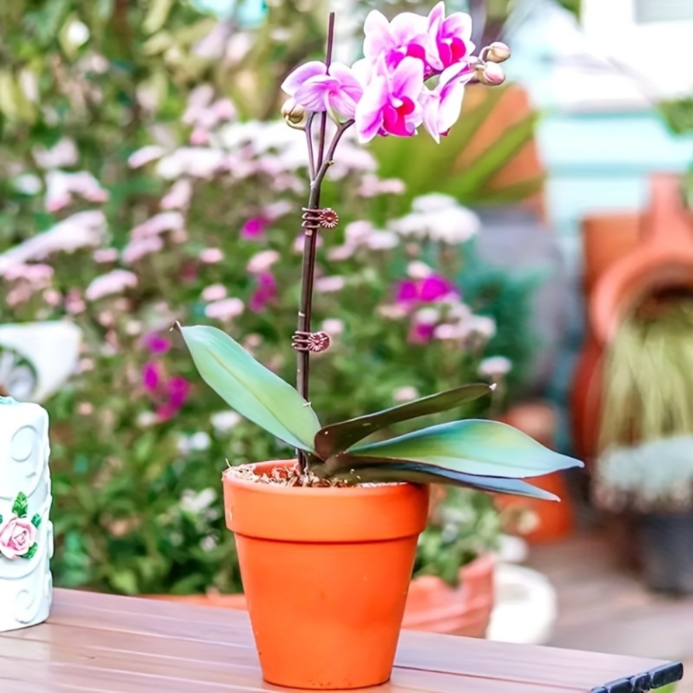 100 Clips de Fixation pour Pla - Indoor Herb Garden avis et prix