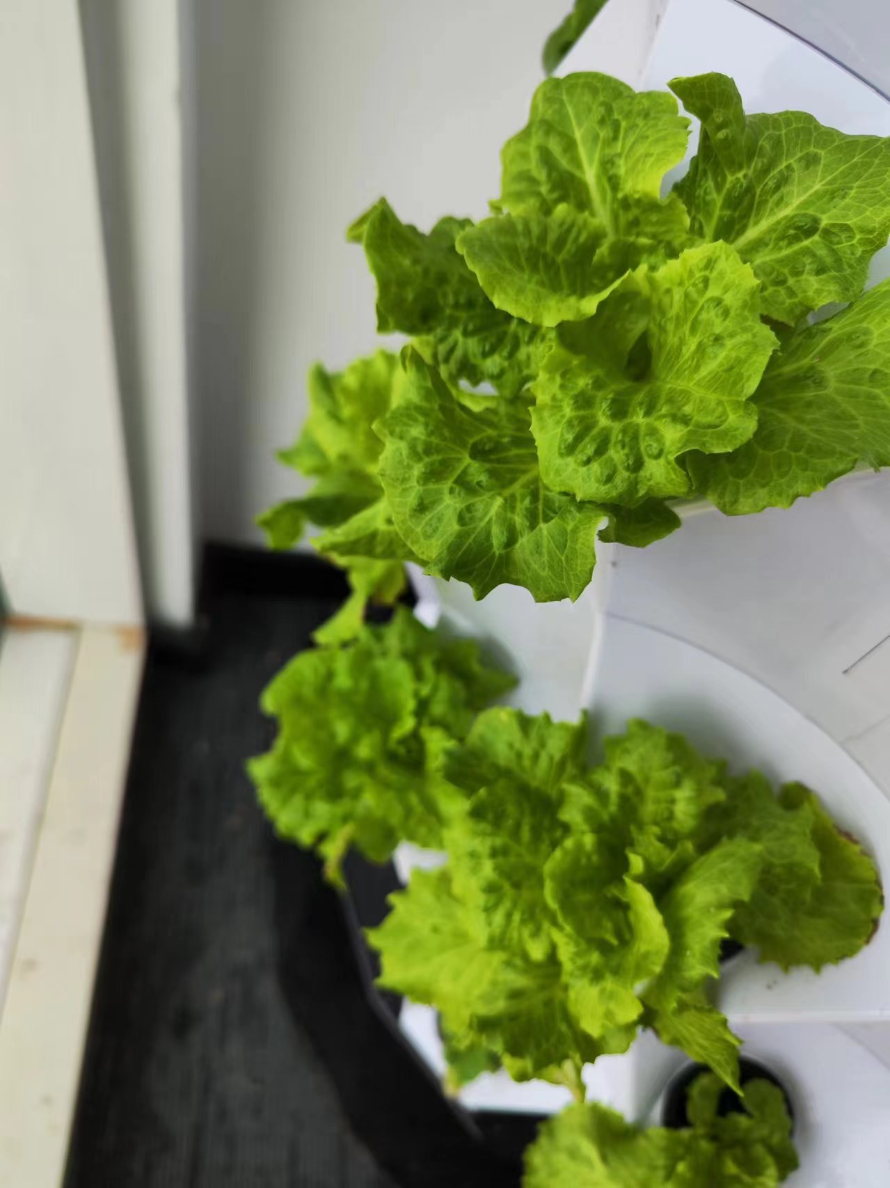 Systèmes d'irrigation goutte à - Hydroponic Kit avis et prix